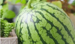 吃瓜的心理安慰,揭秘网络热议背后的心理奥秘