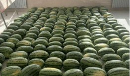 义乌吃瓜新闻,揭秘网络热点的背后真相