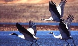 小仙鹤吃瓜,小仙鹤的瓜田奇遇记