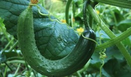 刘大瓜吃黄瓜,一场味蕾的狂欢之旅