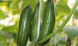 胆结石吃葫芦瓜