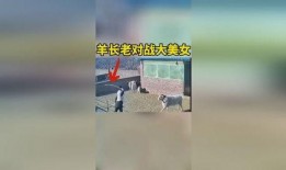 羊圈吃瓜,一场别开生面的乡村盛宴