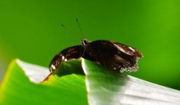 大扑棱蛾子 吃瓜,瓜田里的神秘食客