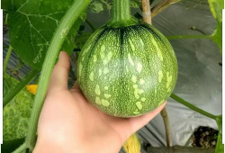 吃瓜小视频瓜币是什么,虚拟货币的娱乐新玩法