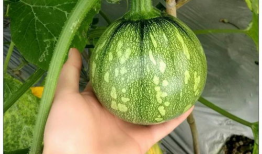 吃瓜小视频瓜币是什么,虚拟货币的娱乐新玩法