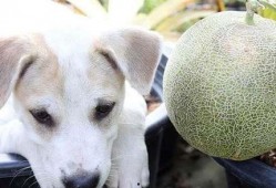 狗狗seven吃哈密瓜,狗狗Seven的哈密瓜美食之旅