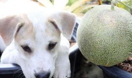 狗狗seven吃哈密瓜,狗狗Seven的哈密瓜美食之旅