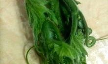 山里的瓜尖怎么吃,探索美味新吃法