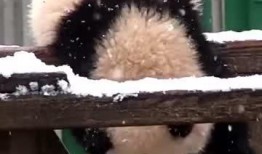 吃瓜小熊ya,揭秘娱乐圈那些不为人知的幕后故事