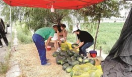 躲在瓜里吃瓜,揭秘躲在瓜里吃瓜的独特体验