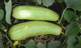 秋天可以吃瓜吗,揭秘秋季吃瓜的奥秘