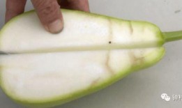 广东人吃的毛瓜是什么瓜,揭秘其独特风味与食用文化