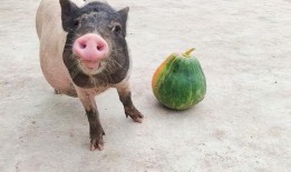 猪猪喜欢吃瓜,揭秘猪猪的瓜类美食偏好