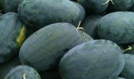 采瓜怎么吃,探索多种瓜类食用新方式