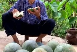 天气热吃瓜很甜,瓜果飘香——探寻热天吃瓜的甜蜜奥秘