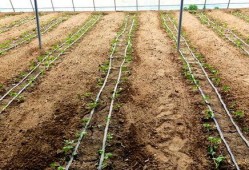 鲁山吃瓜群众,揭秘当地独特民俗风情