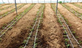 鲁山吃瓜群众,揭秘当地独特民俗风情