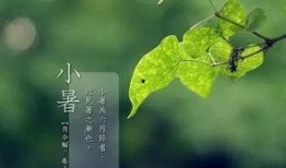 小暑吃瓜谚语大全,传统谚语中的夏日食瓜智慧