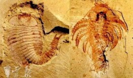 小仙鹤吃瓜,小仙鹤的瓜田奇遇记