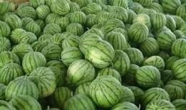 瓜地里都是瓜吃瓜,共享丰收喜悦