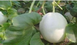 孕妇吃白兰瓜好吗,孕妇食用白兰瓜的利与弊