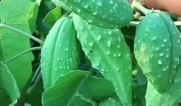 吃瓜看瓢,揭秘娱乐圈背后的故事