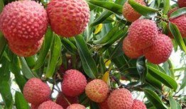 吃瓜群众荔枝,揭秘网络红人的崛起之路