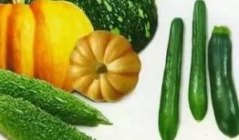 榕树瓜可以吃吗,榕树瓜的食用价值与食用方法探秘