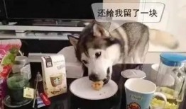 金毛哈士奇吃瓜,萌态十足引网友热议