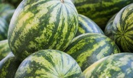 大荔县吃瓜,瓜果飘香，品味田园生活