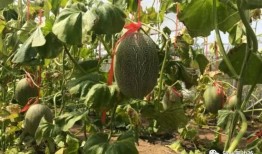 采瓜怎么吃,探索多种瓜类食用新方式