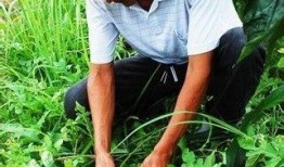 娄瓜熟吃吗,解锁家常烹饪新秘籍