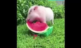 猪猪喜欢吃瓜,揭秘猪猪的瓜类美食偏好