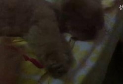 瓜姐吃瓜视频,揭秘娱乐圈幕后真相，带你领略明星们的真实生活