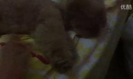 瓜姐吃瓜视频,揭秘娱乐圈幕后真相，带你领略明星们的真实生活