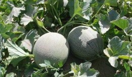 娄瓜熟吃吗,解锁家常烹饪新秘籍