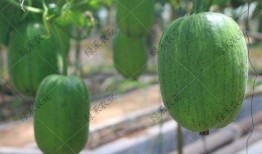 山东济南学校吃瓜,揭秘校园里的那些“瓜”