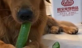 金毛哈士奇吃瓜,萌态十足引网友热议