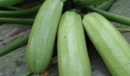 吃瓜多多,一场全民娱乐盛宴