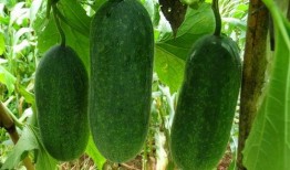 吃瓜得瓜种子可以种吗,种子也能种出美味果实