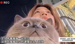 主人吃瓜猫咪,萌态十足，揭秘宠物界的“瓜王”
