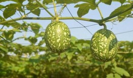 婴儿吃吊瓜好么,婴儿食用吊瓜的益处与注意事项