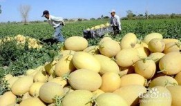 鱼儿吃哈密瓜好吗怎么吃,探索最佳食用方法