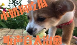 泉港吃瓜狗,揭秘当地美食文化趣闻