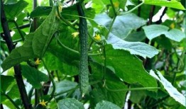 胆结石吃葫芦瓜