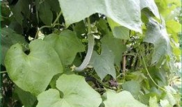 胆结石吃葫芦瓜