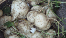 土瓜宝宝可以吃么,土瓜宝宝适宜食用指南