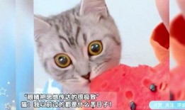 主人吃瓜猫咪,萌态十足，揭秘宠物界的“瓜王”