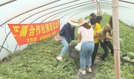 社区的吃瓜比赛,一场舌尖上的吃瓜盛宴