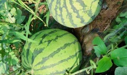 立福吃瓜,揭秘娱乐圈那些不为人知的幕后故事